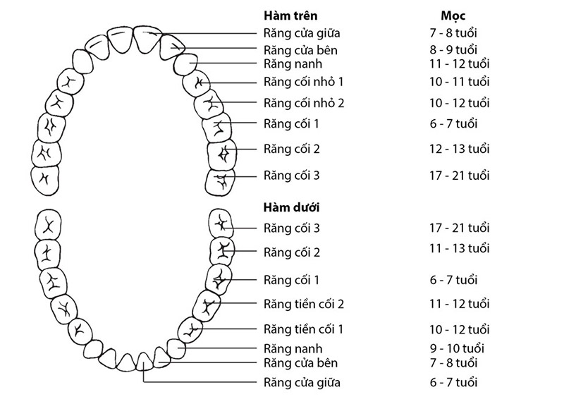 Hàm răng vĩnh viễn của con người được chia làm 4 nhóm chính