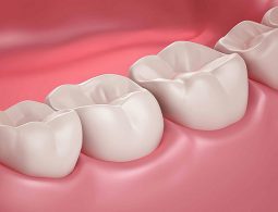 Cấu tạo của răng hàm gồm 2 phần: Thân và chân răng