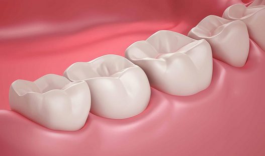 Cấu tạo của răng hàm gồm 2 phần: Thân và chân răng