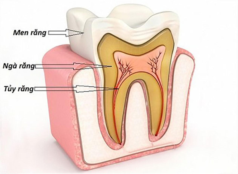 Tủy răng là mô sợi bao gồm mạch máu và thần kinh nằm ở chính giữa của răng