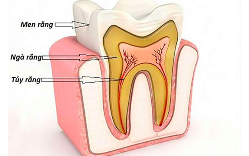 Chân răng cùng với bộ phận liên quan mang đến sự chắc chắn cho răng
