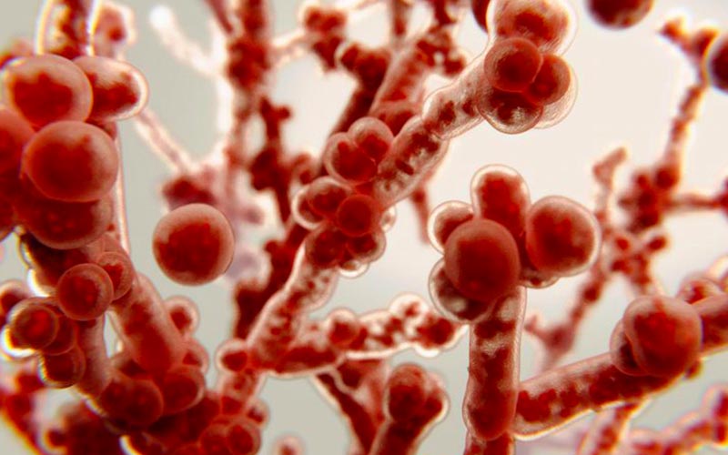 Hạt nano có thể tác động tới nấm Candida albicans